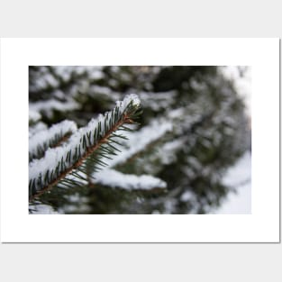 Green Snowy Fir Tree Posters and Art